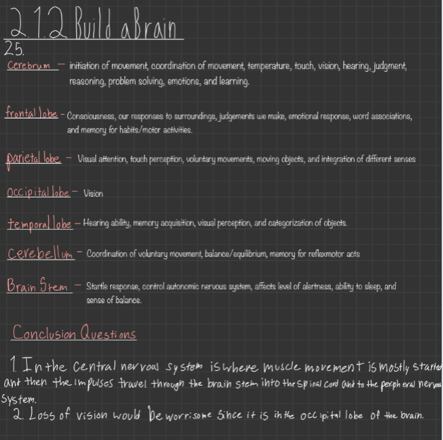 anatomy