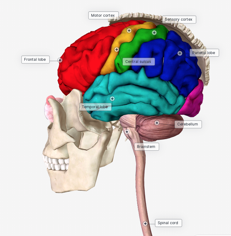 anatomy
